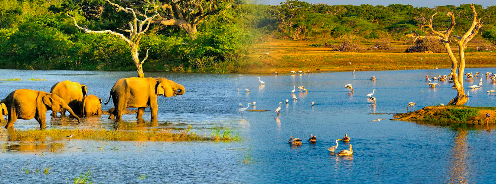 Wetlands and Mangroves of Sri Lanka: Discovering Bundala National Park and Muthurajawela Swamp