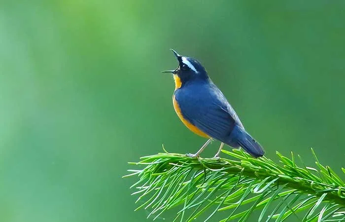 Birdwatching and nature reserves in Sri Lanka