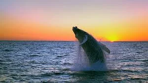 Marine wildlife in Sri Lanka