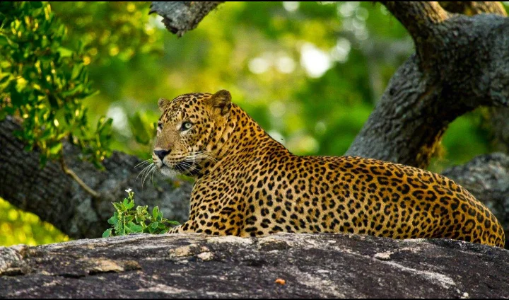 National Parks and Safaris in Sri Lanka