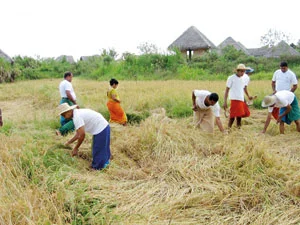 Harvest festivals and regional fairs in Sri Lanka: celebrating nature, culture and community — Bild 2