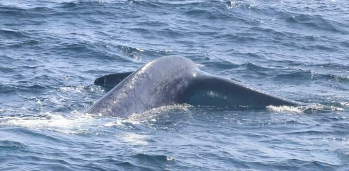 Marine Safari & Whale Watching Day Tour from Bentota