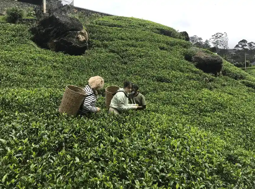 Nuwara Eliya
